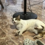 Pablo