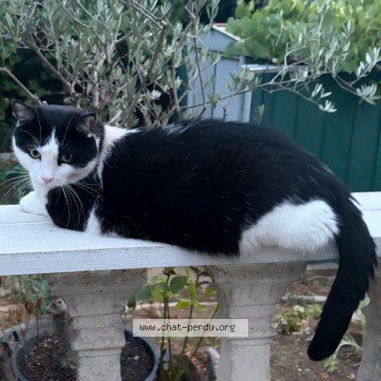 Photo de chat perdu à Puteaux
