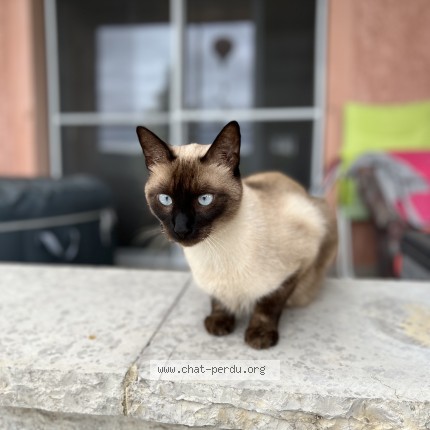 Photo de chat perdu à Lavilledieu