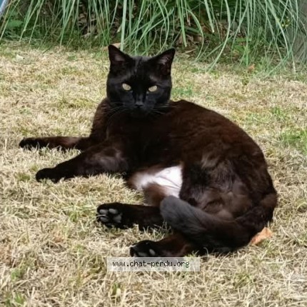 Photo de chat perdu à Bourges