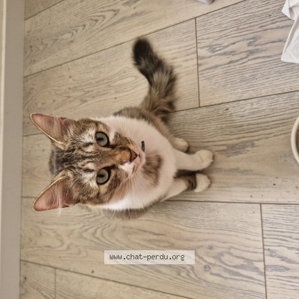 Photo de chat perdu à Geaune