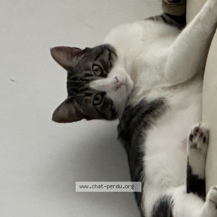 Photo de chat perdu à Chambery