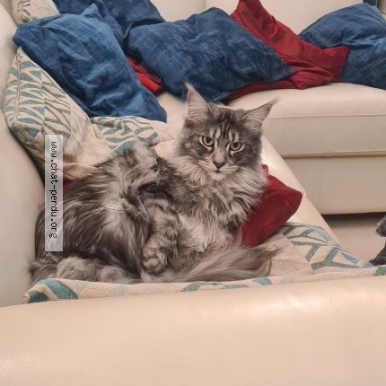 Photo de chat perdu à Nevez