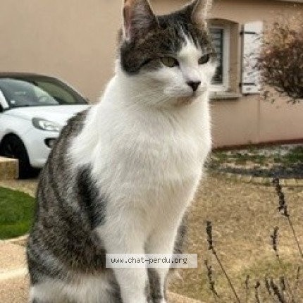 Photo 1/1 PIKACHU Chat perdu à Chasseneuil Du Poitou