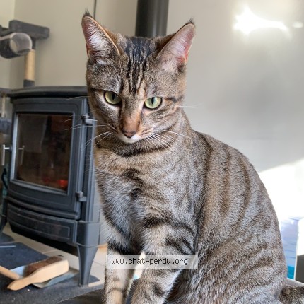Photo de chat perdu à Saint Pierre Le Chastel