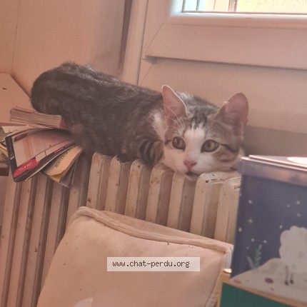 Photo de chat perdu à Nouatre