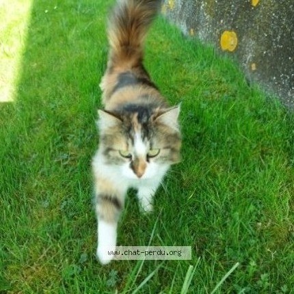 Photo 2/2 Grizouille Chat perdu à Mailly Le Camp