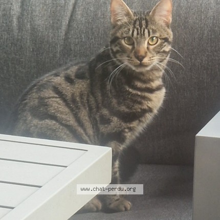 Photo de chat perdu à Lesigny
