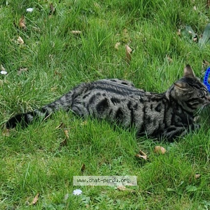 Photo 2/3 Bob Chat perdu à Lesigny