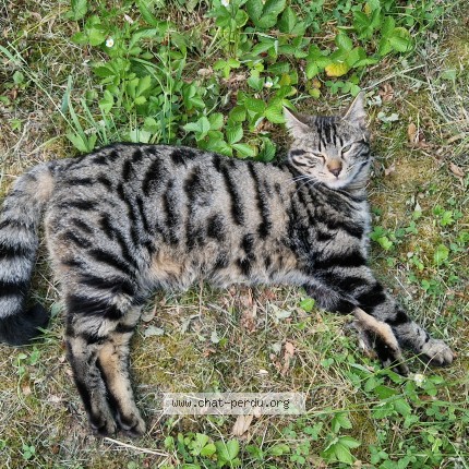 Photo 3/3 Bob Chat perdu à Lesigny