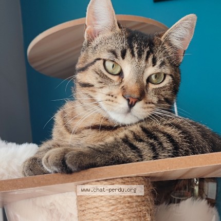 Photo de chat perdu à Javene