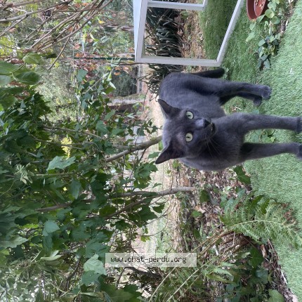 Photo 1/1 Chat retrouvé Perdu à Nantes