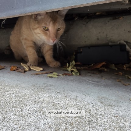Photo 1/1 Chat trouvé Trouvé à Echirolles
