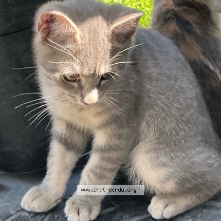 Photo 1/1 Nal Chat perdu à Annemasse
