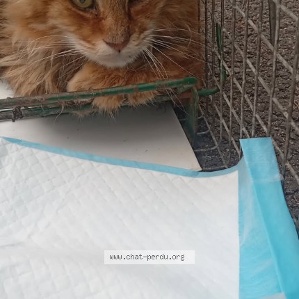 Photo 1/1 Chat trouvé Trouvé à Chateaurenard