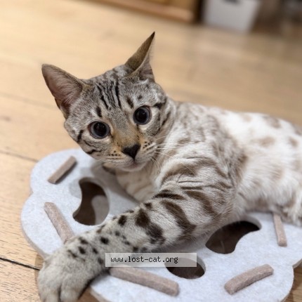 Photo de chat perdu à Strasbourg