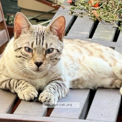 Photo 2/3 Yada Chat perdu à Strasbourg
