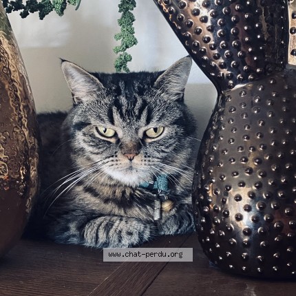 Photo de chat perdu à Perigueux