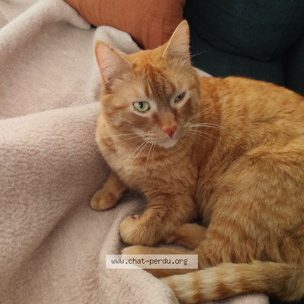 Photo 1/1 pépé Chat perdu à Maule