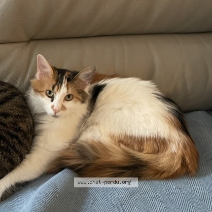 Photo de chat perdu à Chatou