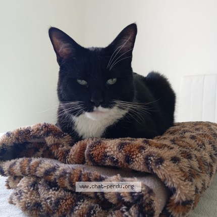 Photo de chat perdu à La Chapelle Sur Erdre