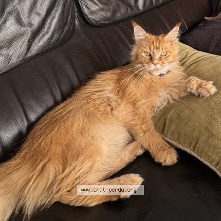 Photo de chat perdu à Toulouse