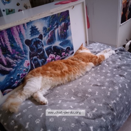 Photo 1/1 Rox Chat perdu à Champey
