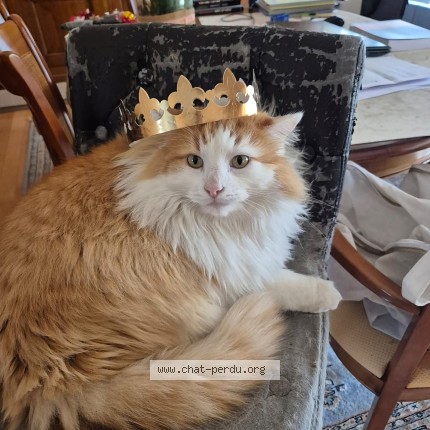 Photo de chat perdu à Gujan Mestras