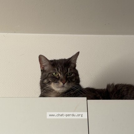 Photo de chat perdu à Montigny Le Bretonneux