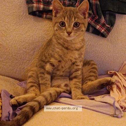 Photo de chat perdu à Montlhery
