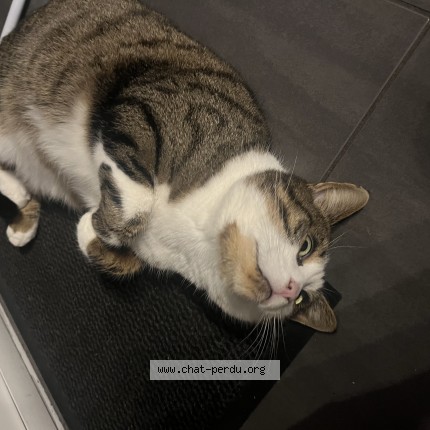 Photo 1/1 simba Chat perdu à Heric
