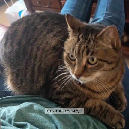 Photo de chat perdu à Fontenay Le Comte