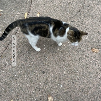 Photo 3/4 Chat trouvé Trouvé à Villepinte