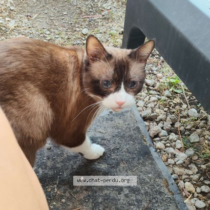 Photo de chat perdu à Cavignac