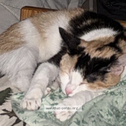 Photo 1/1 daisy Chat perdu à Bonneuil Sur Marne