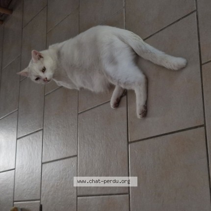 Photo 1/1 Chat retrouvé Perdu à Toul