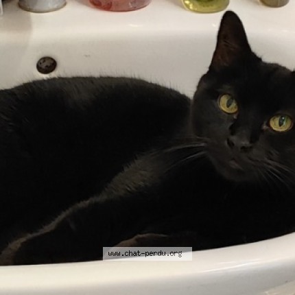 Photo de chat perdu à Lyon