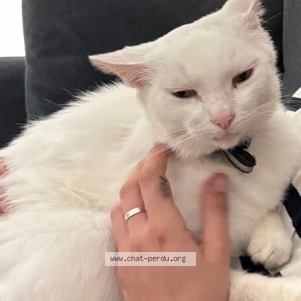 Photo de chat perdu à Rennes