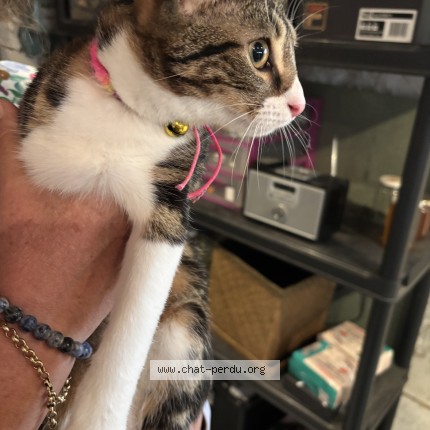 Photo de chat trouvé à Livry Gargan