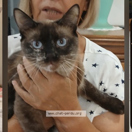 Photo de chat perdu à Nice