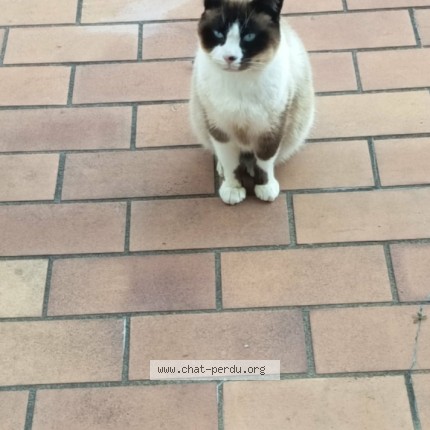 Photo de chat perdu à Brioude