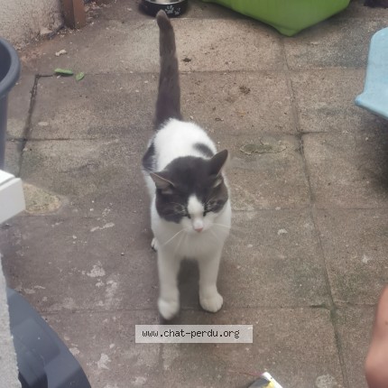 Photo 4/4 Chat trouvé Trouvé à Anderlecht