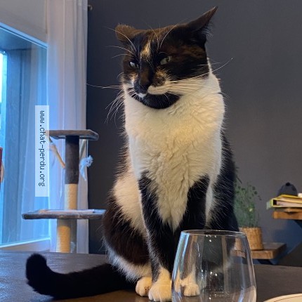 Photo de chat perdu à Mont De Marsan