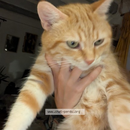 Photo de chat perdu à Gap