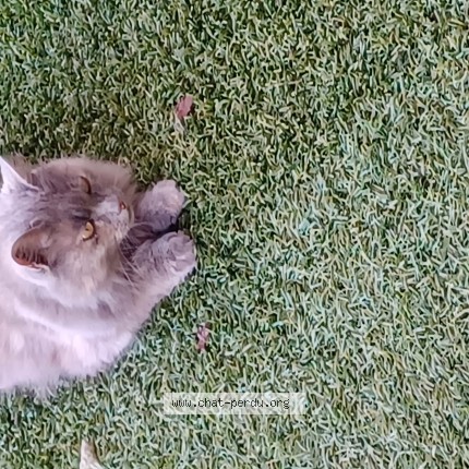 Photo de chat perdu à Belleville En Beaujolais