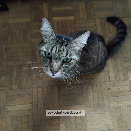 Photo 1/1 Chat trouvé Trouvé à Saint Etienne