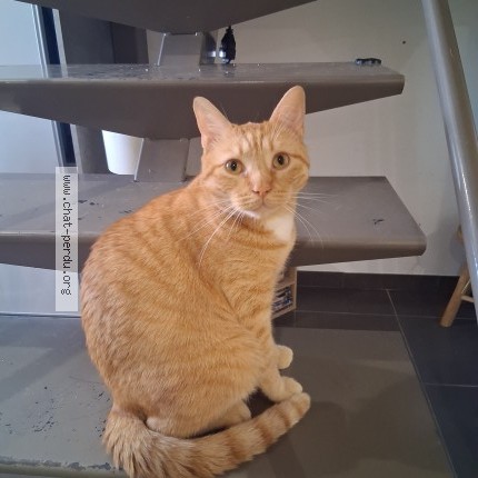 Photo 1/1 Chat retrouvé Perdu à Grignan