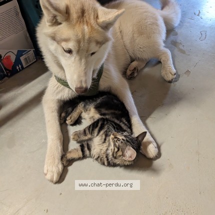 Photo 1/1 snoop Chat perdu à Chambray Les Tours