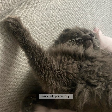 Photo de chat perdu à La Rochelle