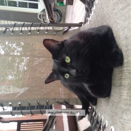 Photo 1/1 Tiga Chat perdu à Laval